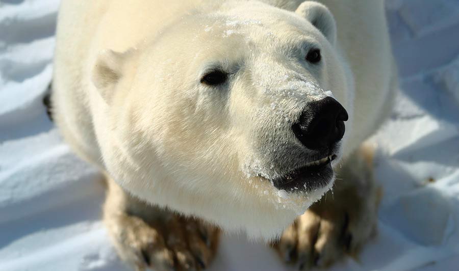 Einmalig schöne Tiere - und das aus nächster, sicherer Nähe