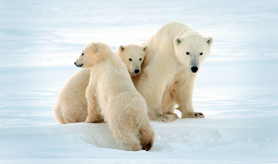 Nachwuchs in der eisigen Tundra